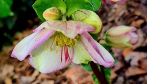 Als zorgen je leven wordt Hilda Wessels schrijft over de ervaringen van drie vrouwen met mantelzorg en rouw.