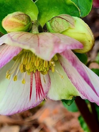 Als zorgen je leven wordt Drie vrouwen over mantelzorg en rouw.